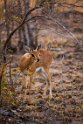 013 Timbavati Private Game Reserve, steenbok